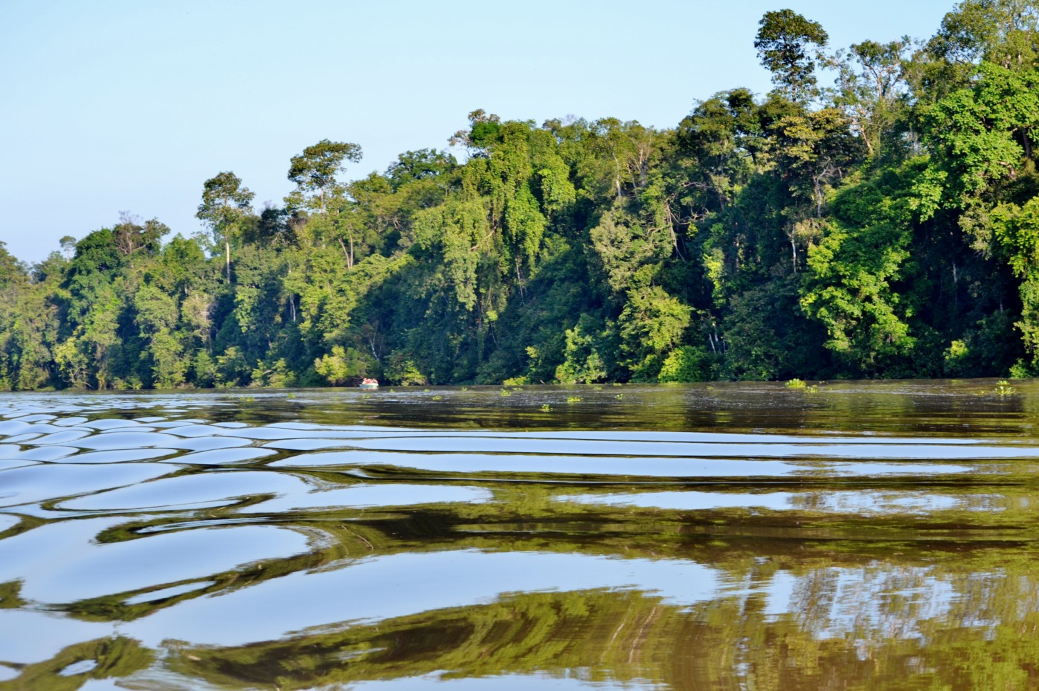 fiume kinabatangan borneo fiume kinabatangan borneo