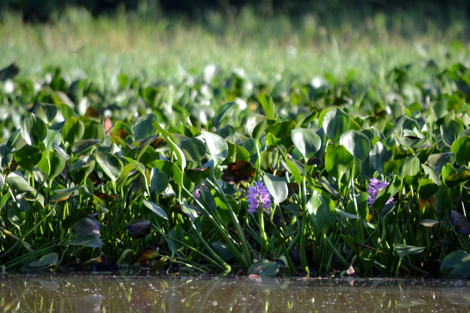 fiume kinabatangan borneo fiume kinabatangan borneo