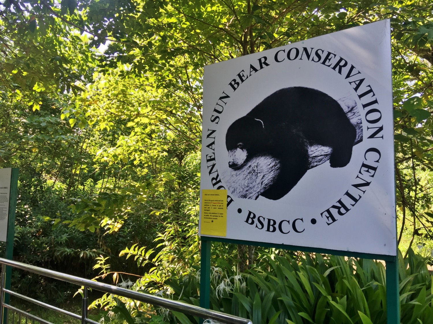 dove vedere gli orsi nel borneo malese dove vedere gli orsi nel borneo malese