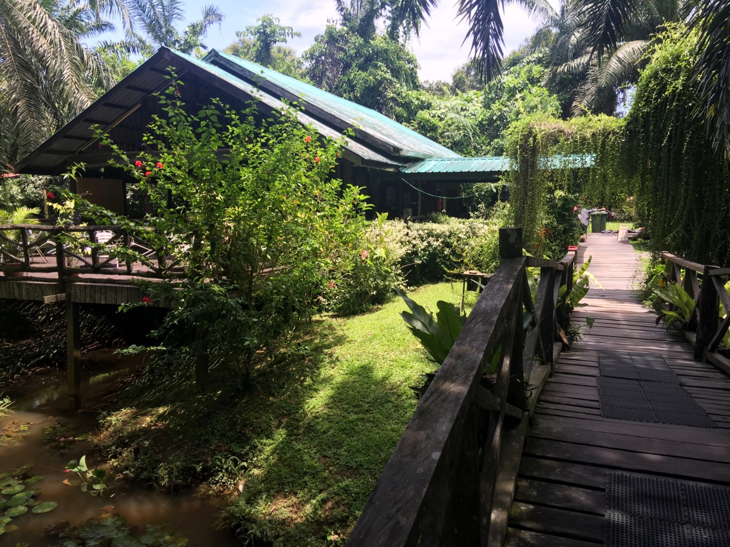 fiume kinabatangan borneo fiume kinabatangan borneo