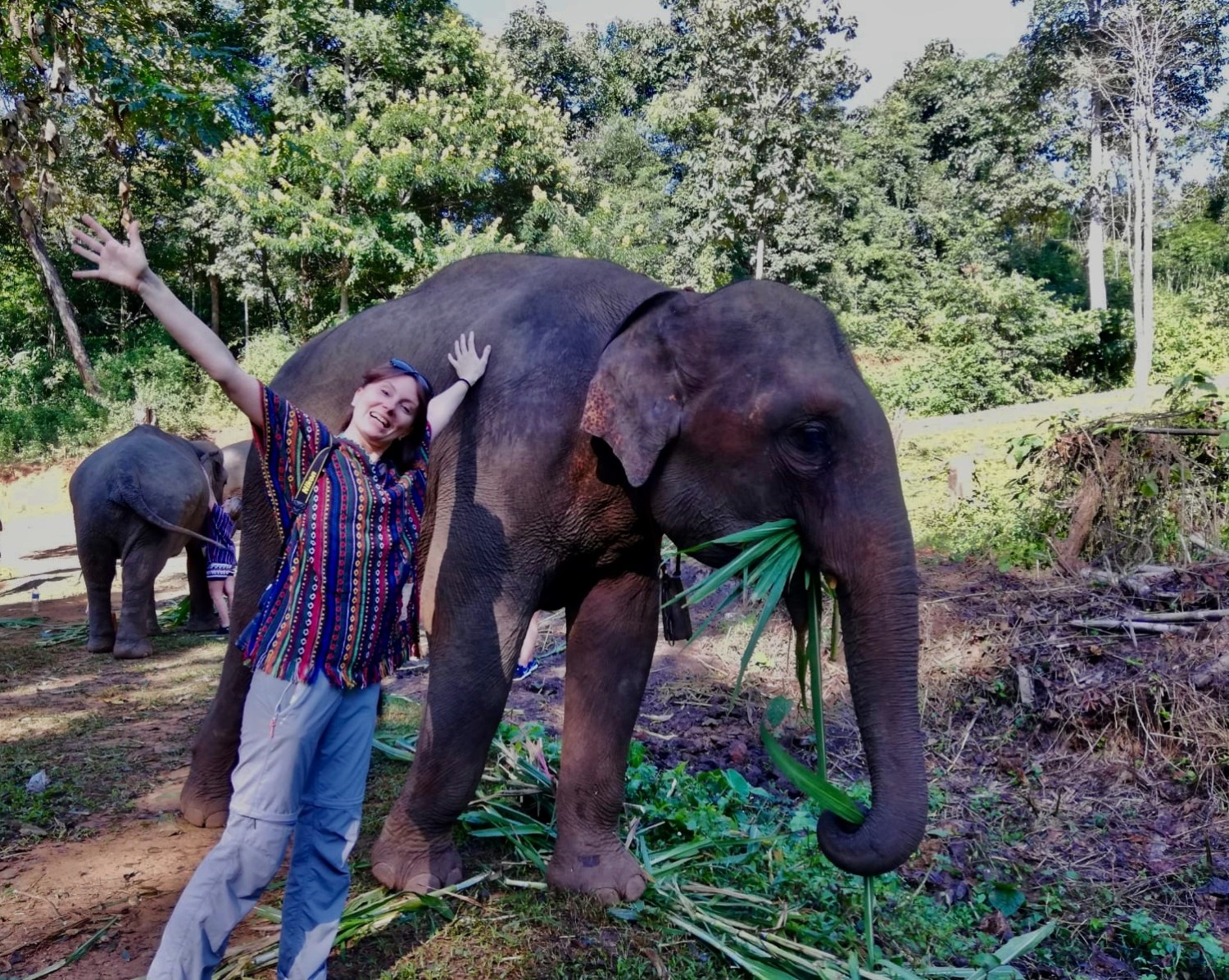 dove vedere gli elefanti in thailandia dove vedere gli elefanti in thailandia