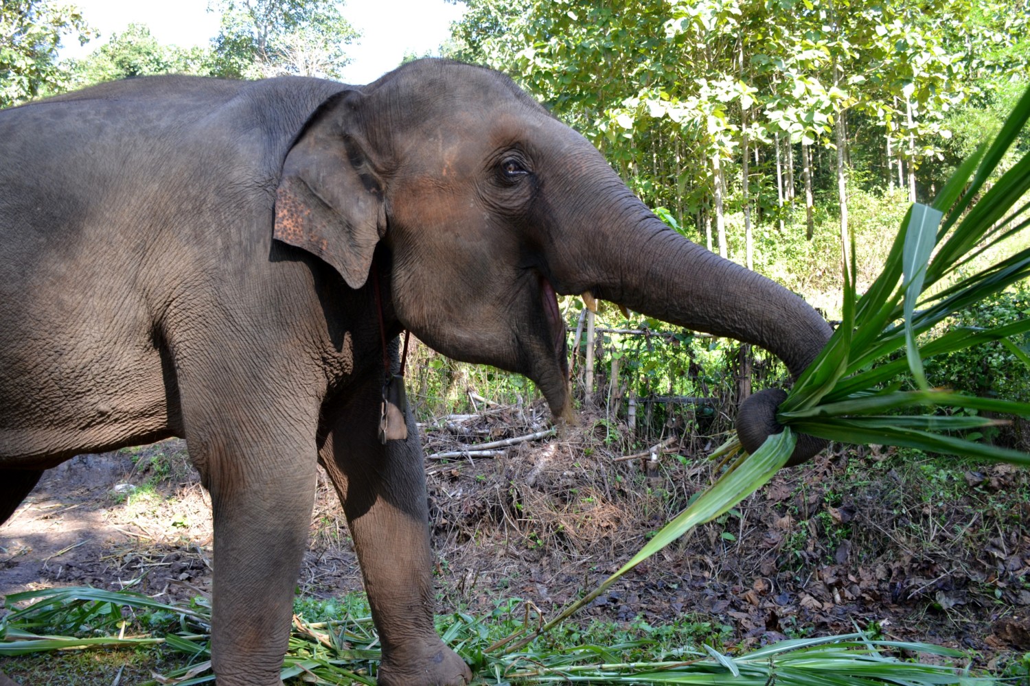 dove vedere gli elefanti in thailandia dove vedere gli elefanti in thailandia