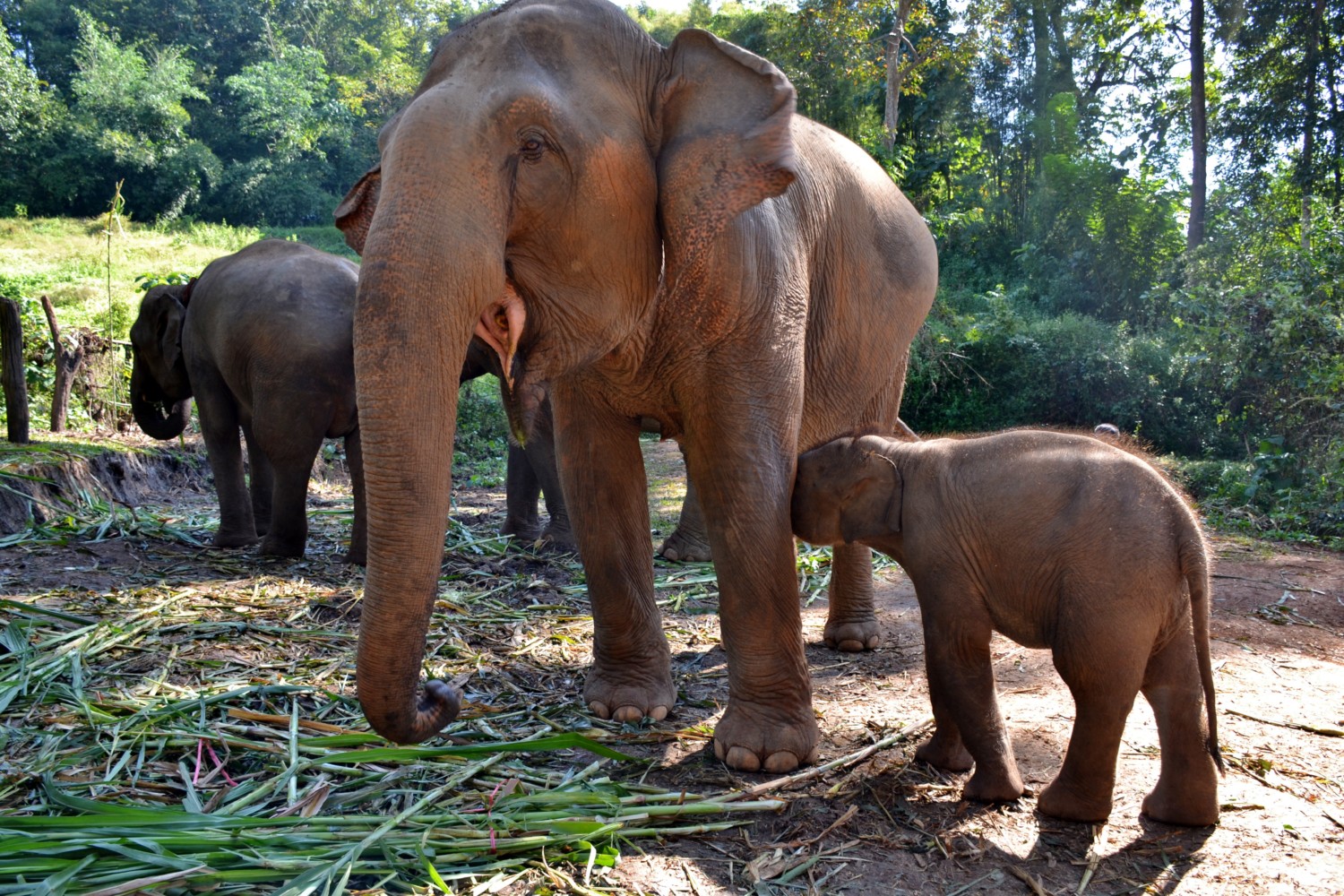 dove vedere gli elefanti in thailandia dove vedere gli elefanti in thailandia