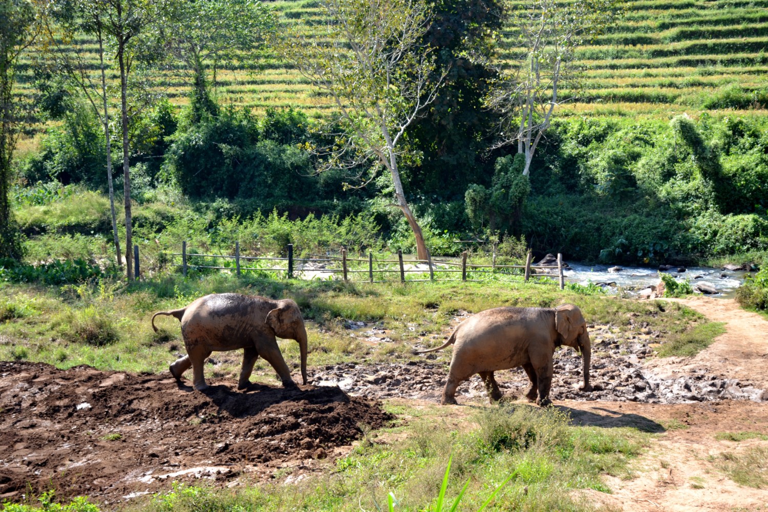 dove vedere gli elefanti in thailandia dove vedere gli elefanti in thailandia