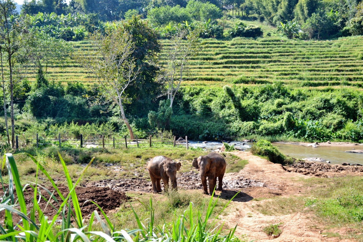 dove vedere gli elefanti in thailandia dove vedere gli elefanti in thailandia