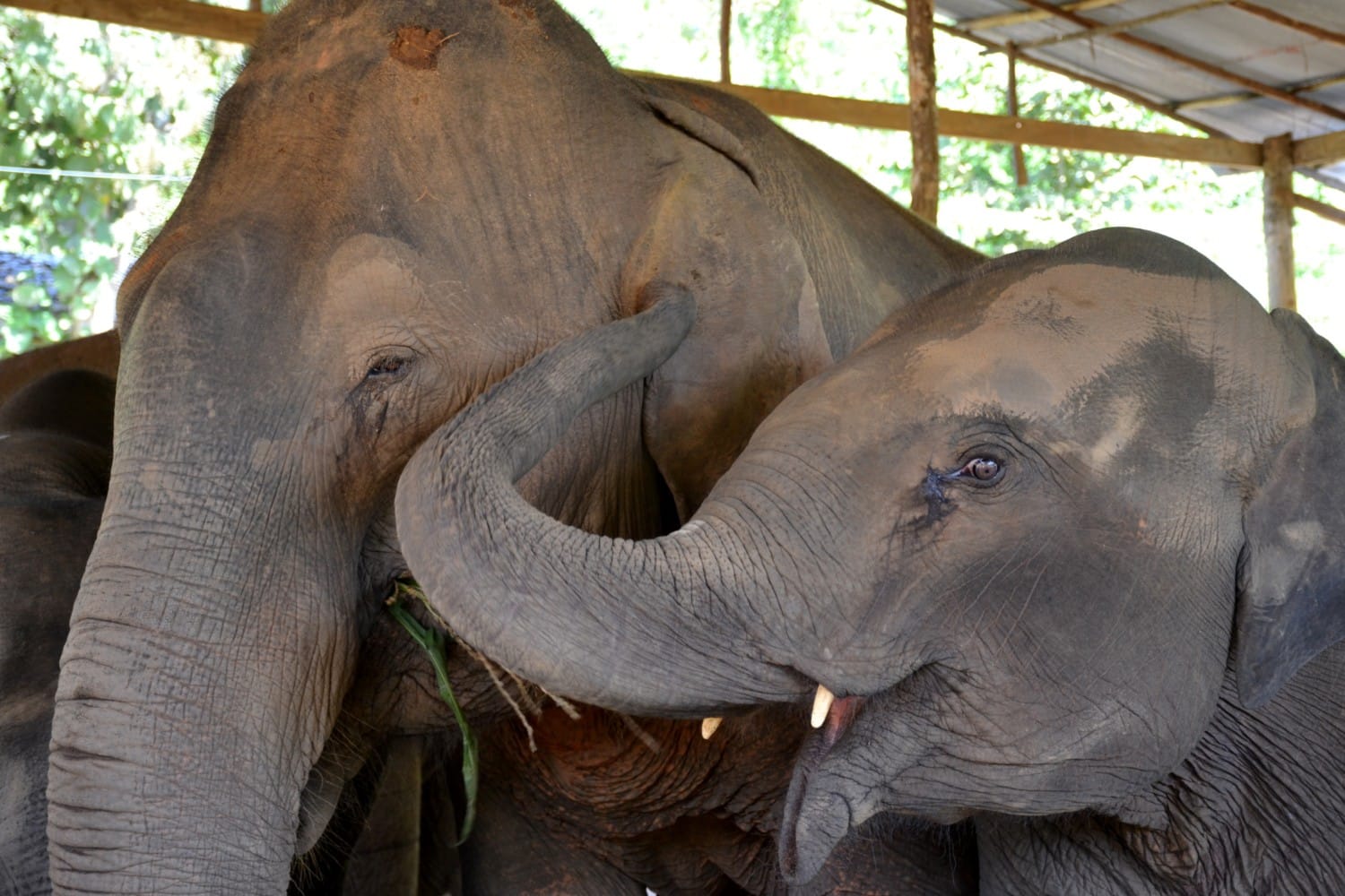 dove vedere gli elefanti in thailandia dove vedere gli elefanti in thailandia