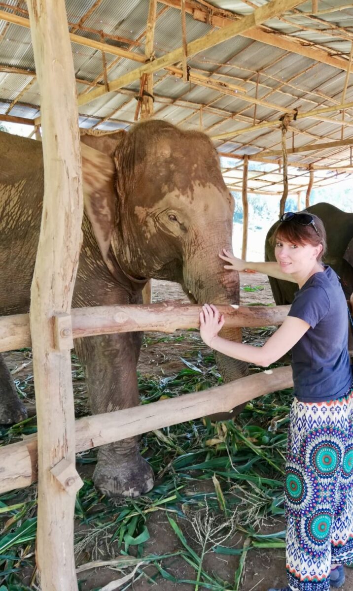 dove vedere gli elefanti in thailandia dove vedere gli elefanti in thailandia