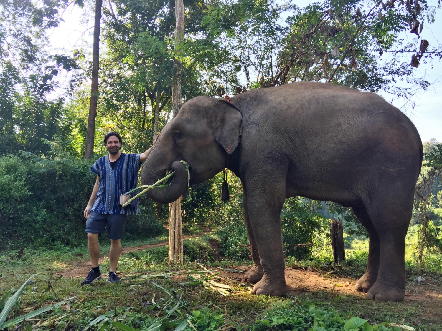 dove vedere gli elefanti in thailandia dove vedere gli elefanti in thailandia