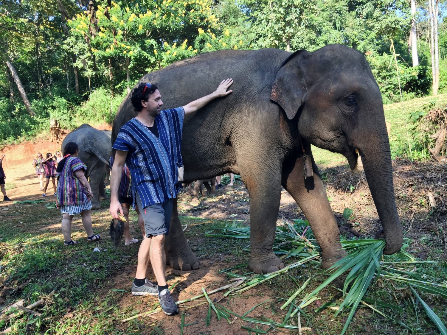 dove vedere gli elefanti in thailandia dove vedere gli elefanti in thailandia