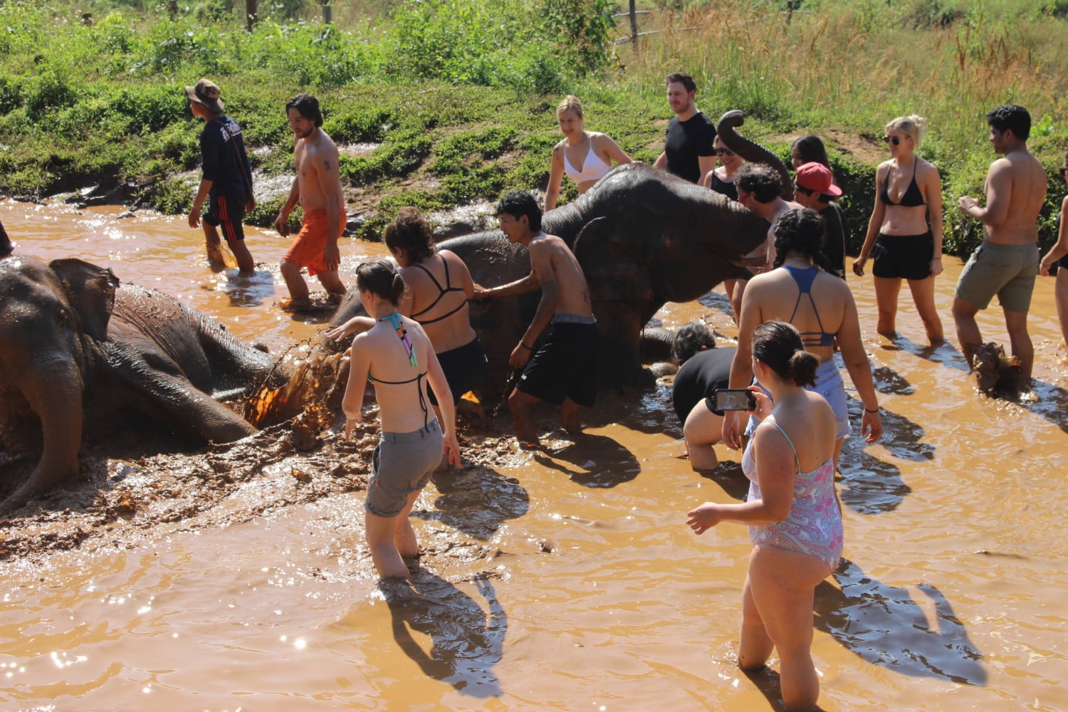 dove vedere gli elefanti in thailandia dove vedere gli elefanti in thailandia