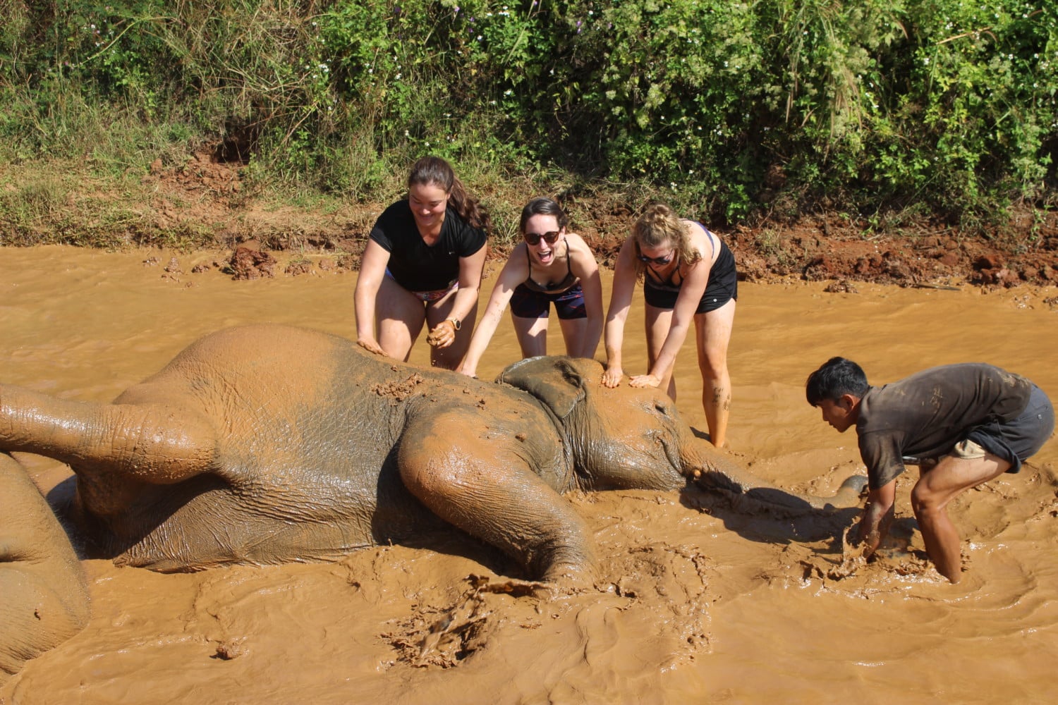 dove vedere gli elefanti in thailandia dove vedere gli elefanti in thailandia