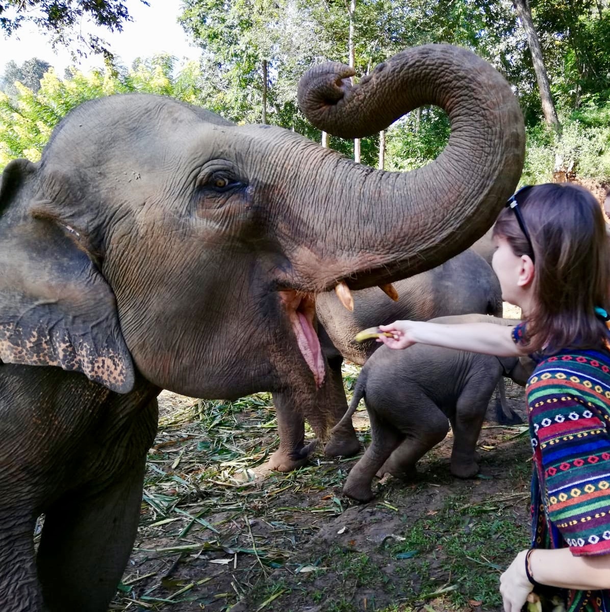 dove vedere gli elefanti in thailandia