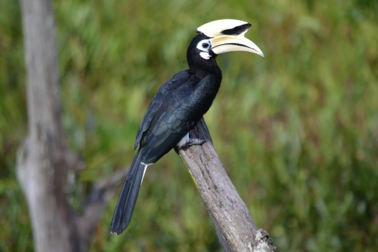 borneo fai da te itinerario borneo fai da te itinerario