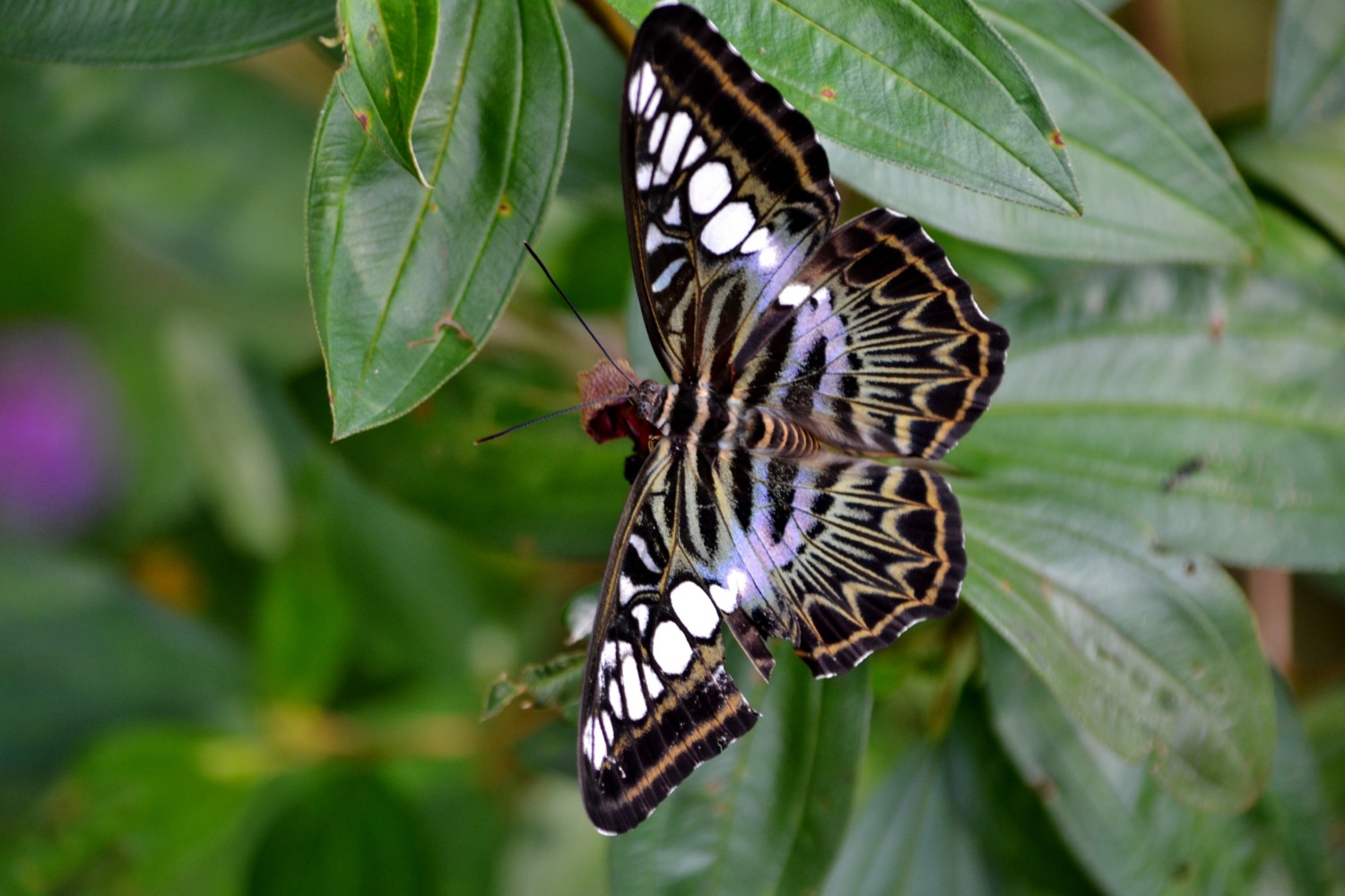 borneo fai da te itinerario borneo fai da te itinerario