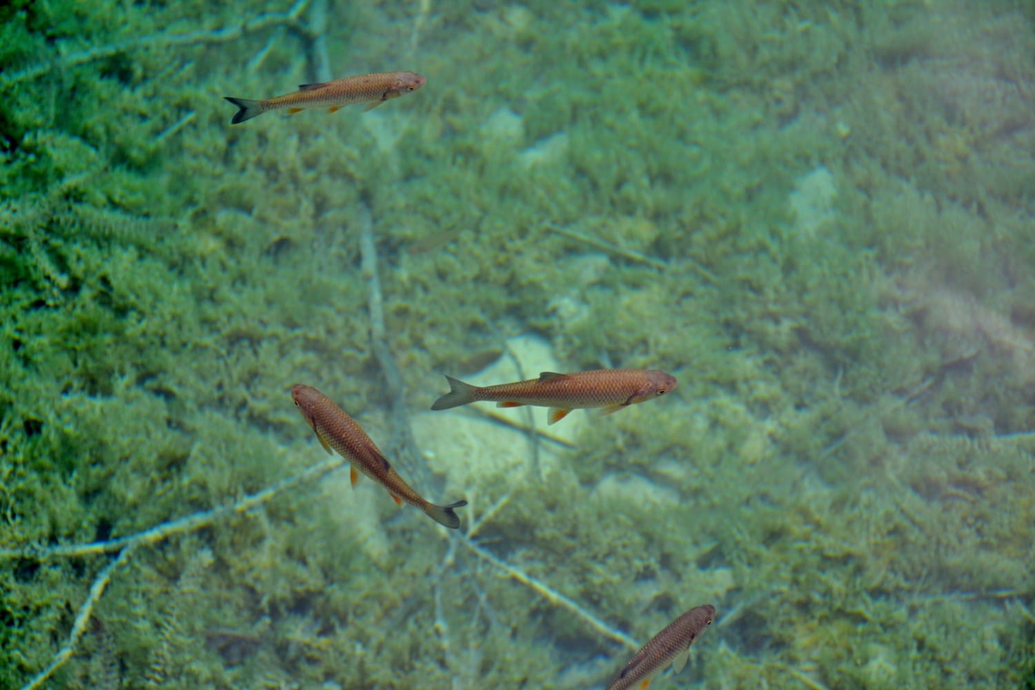 cosa sapere per visitare i laghi di Plitvice cosa sapere per visitare i laghi di Plitvice