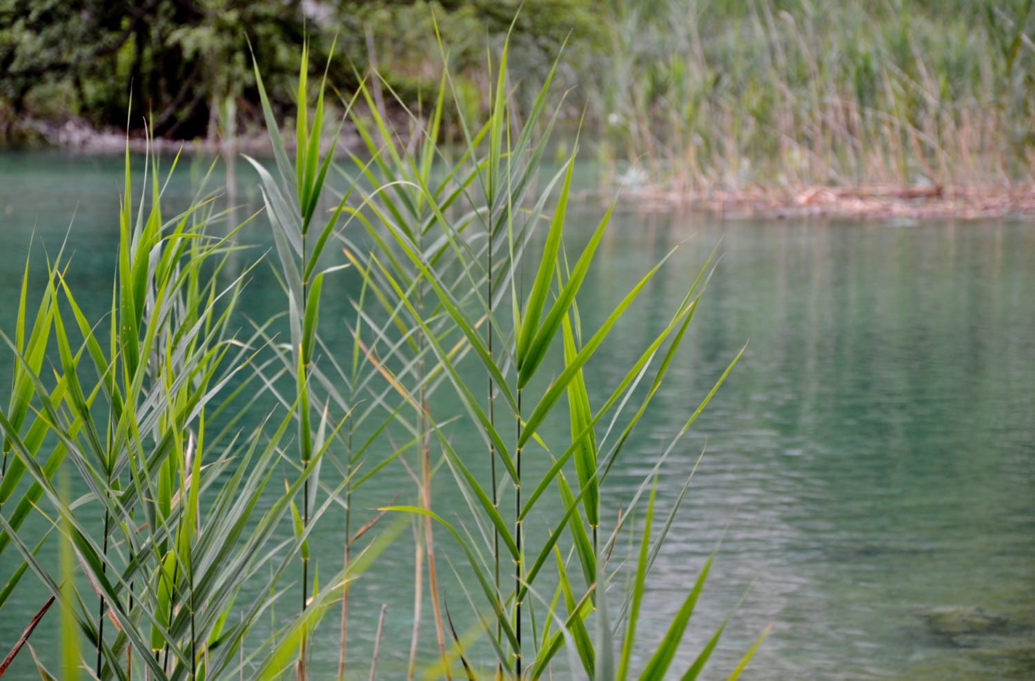 cosa sapere per visitare i laghi di Plitvice cosa sapere per visitare i laghi di Plitvice