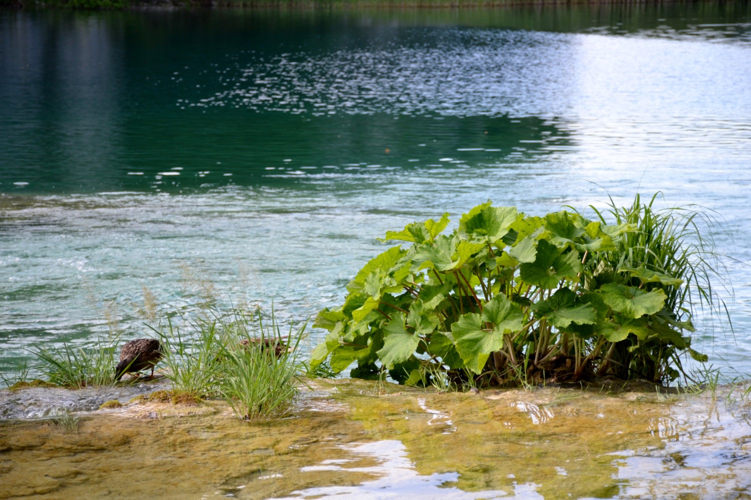 cosa sapere per visitare i laghi di Plitvice cosa sapere per visitare i laghi di Plitvice