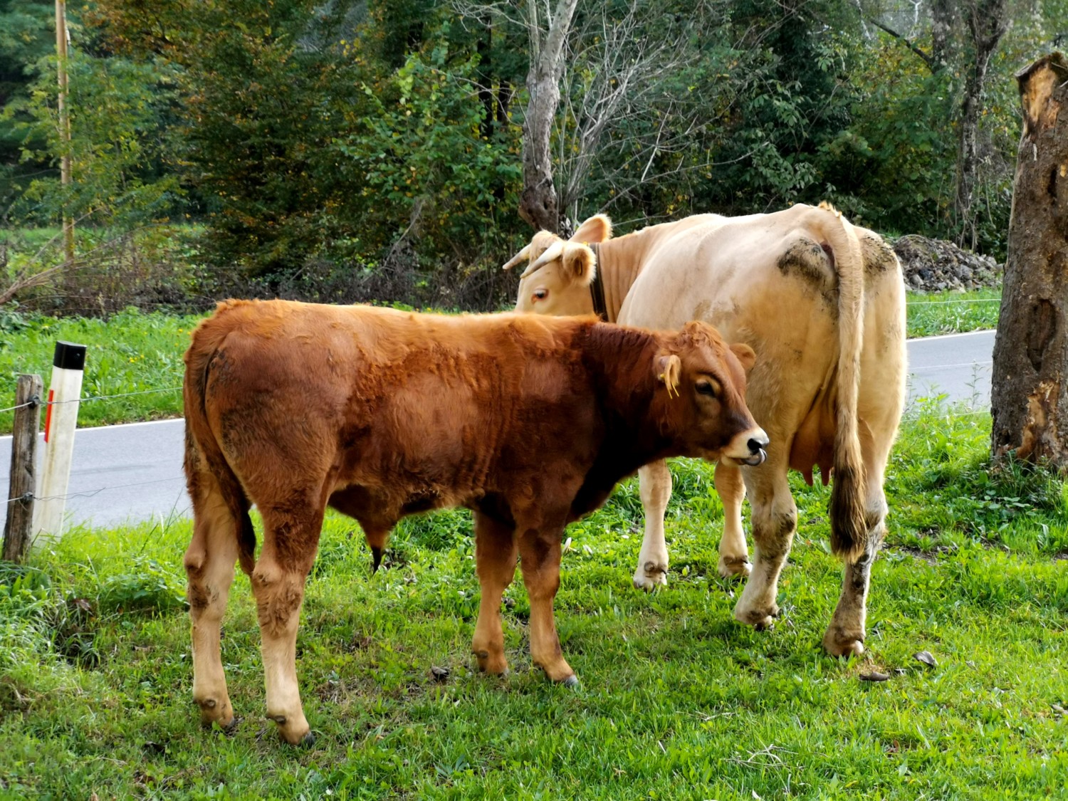 cosa vedere nella valle del vipava cosa vedere nella valle del vipava