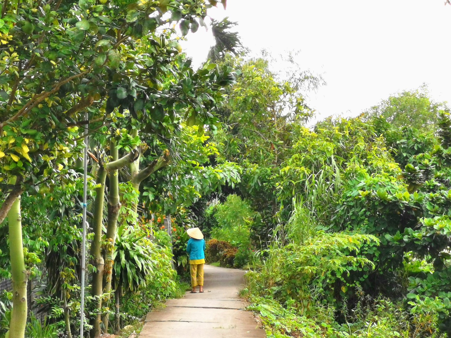 delta del mekong vietnam delta del mekong vietnam