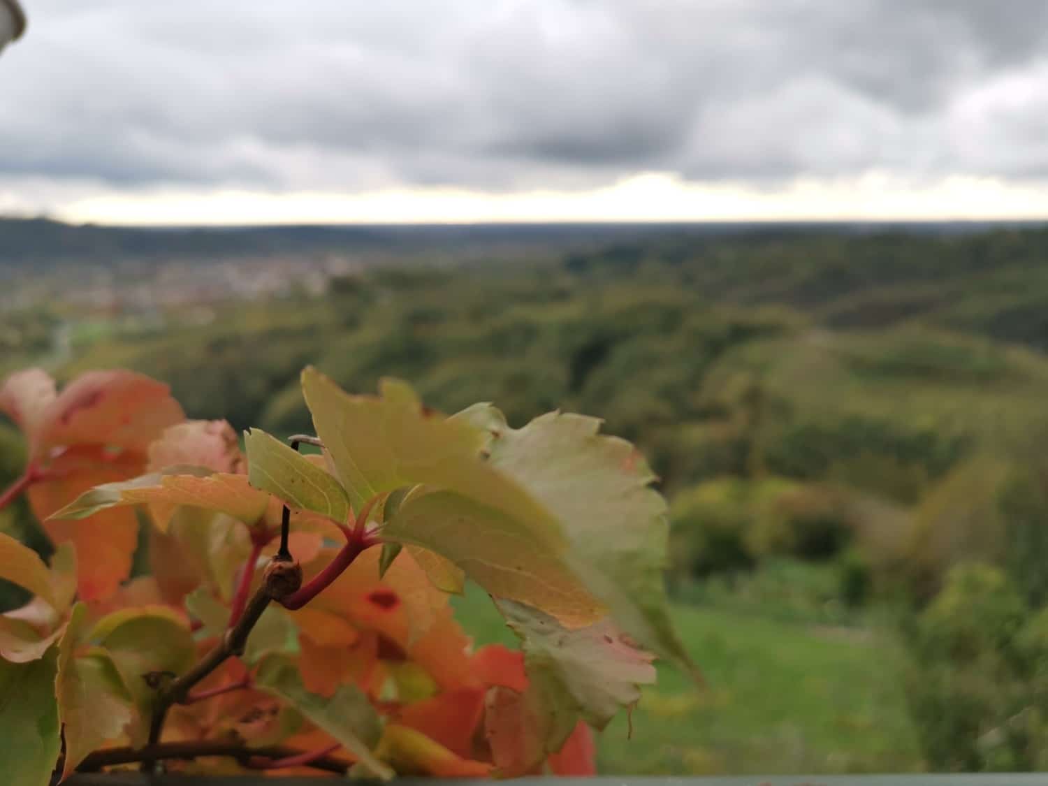 oro di ramandolo friuli oro di ramandolo friuli