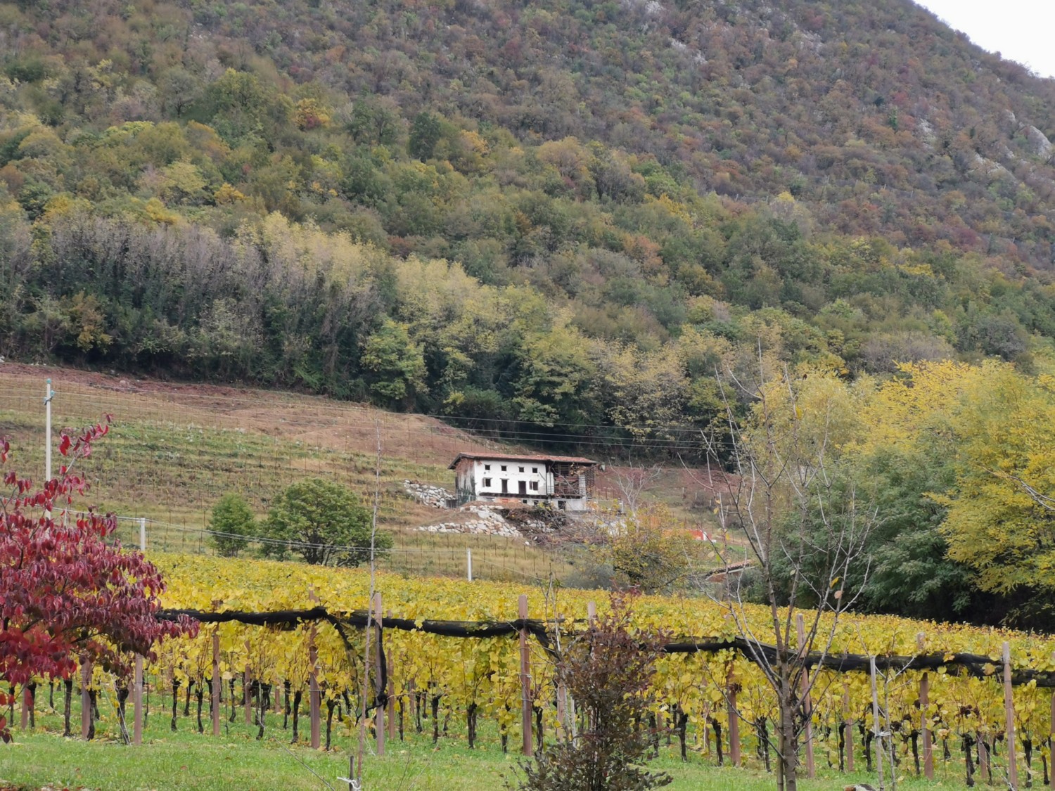 oro di ramandolo friuli oro di ramandolo friuli