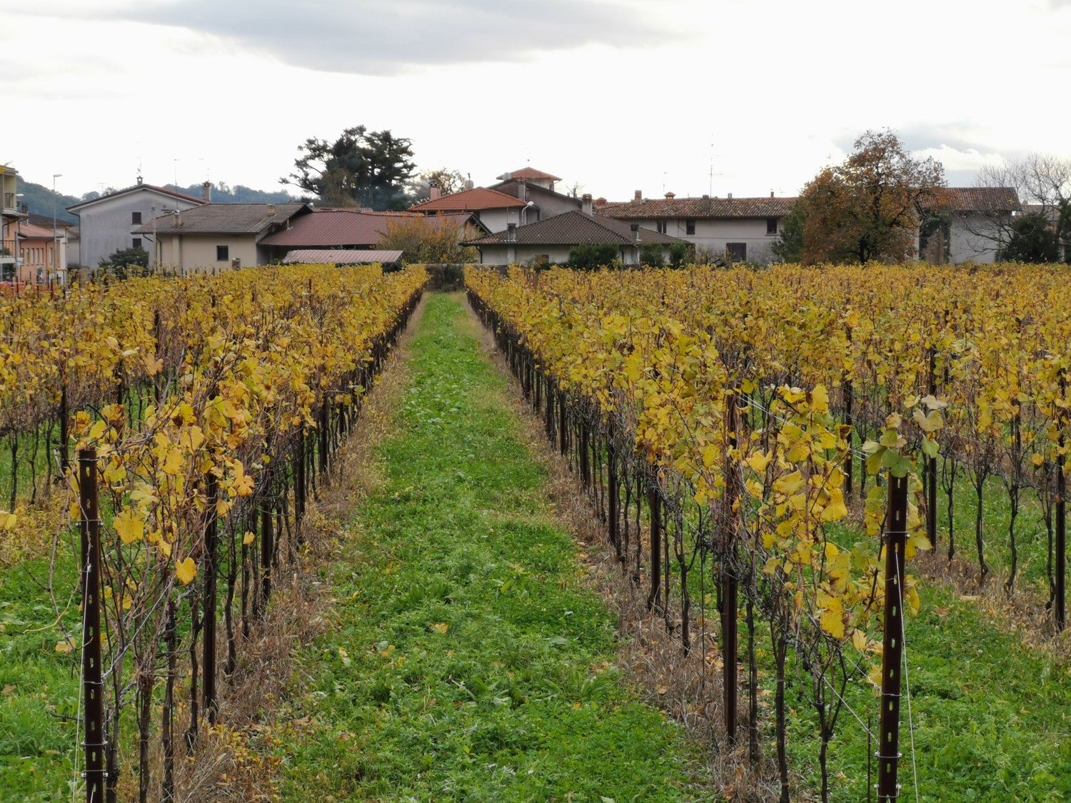 oro di ramandolo friuli oro di ramandolo friuli