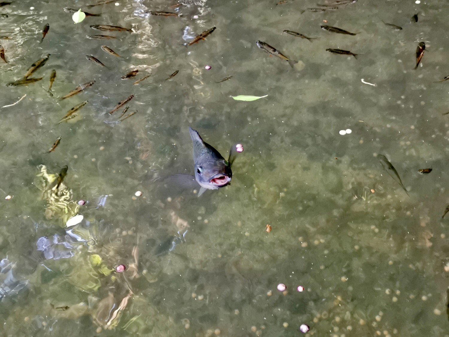 filippine isola di siquijor filippine isola di siquijor