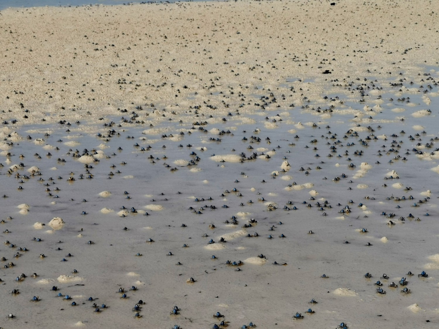 filippine panglao isola filippine panglao isola