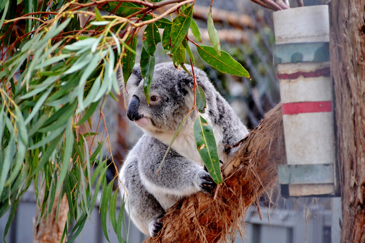 pacific coast da sydney a byron bay pacific coast da sydney a byron bay