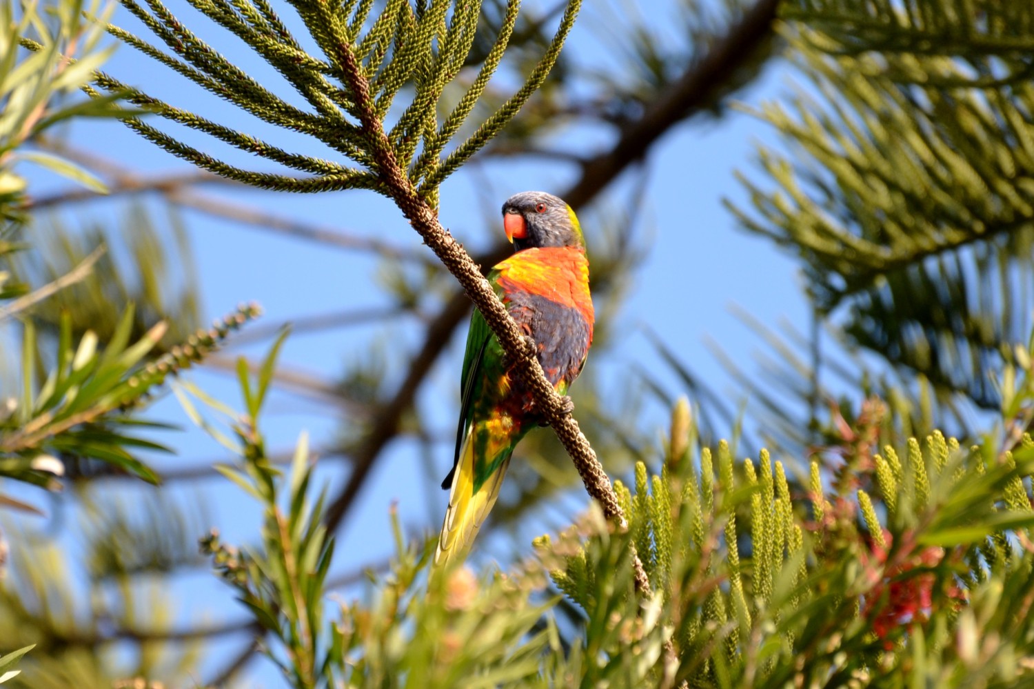 pacific coast da sydney a byron bay pacific coast da sydney a byron bay