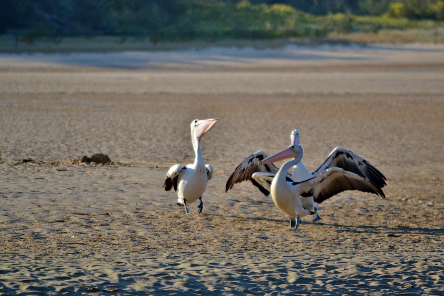 pacific coast da sydney a byron bay pacific coast da sydney a byron bay