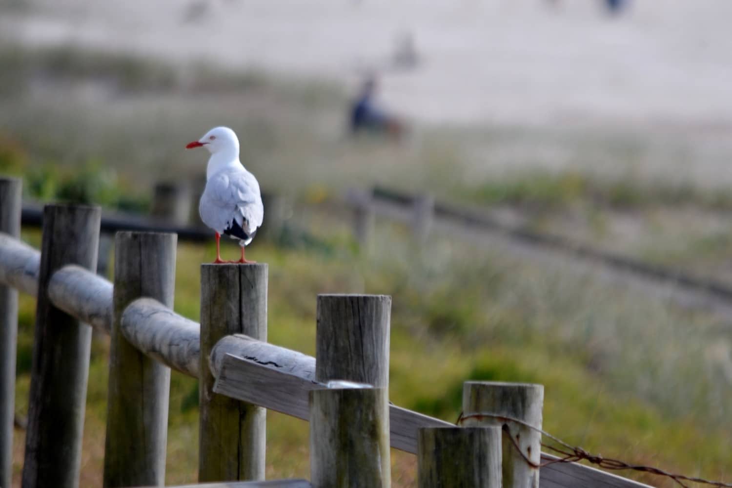 pacific coast da sydney a byron bay pacific coast da sydney a byron bay