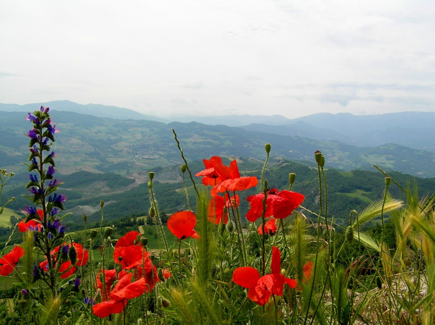 castelli matilde di canossa castelli matilde di canossa