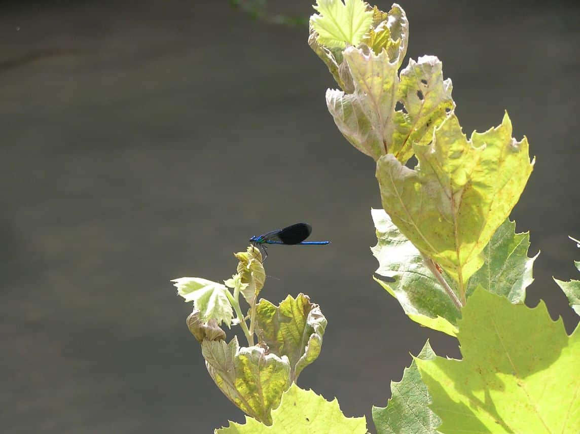 cosa vedere a udine cosa vedere a udine