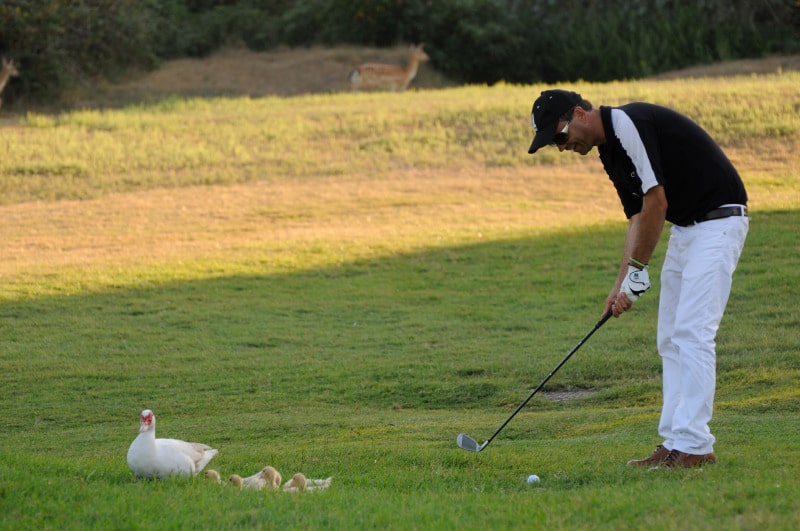 isola di albarella delta del po isola di albarella delta del po