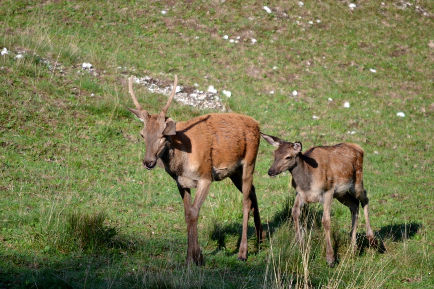 cerbiatti-riserva-lago-cornino cerbiatti-riserva-lago-cornino