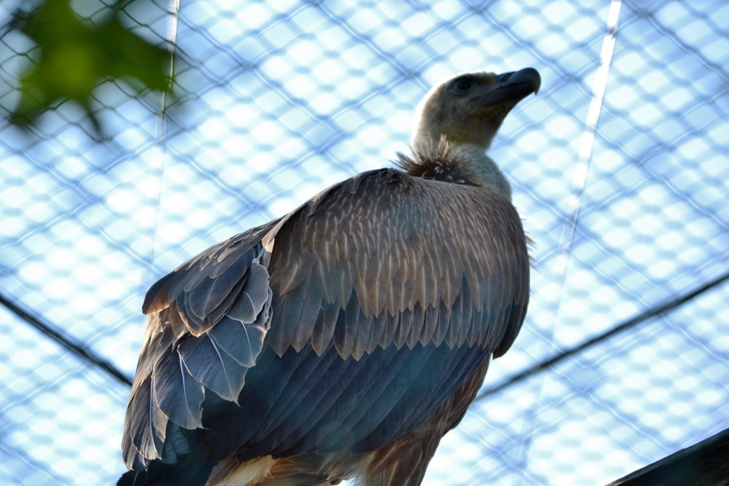 grifoni-lago-cornino grifoni-lago-cornino