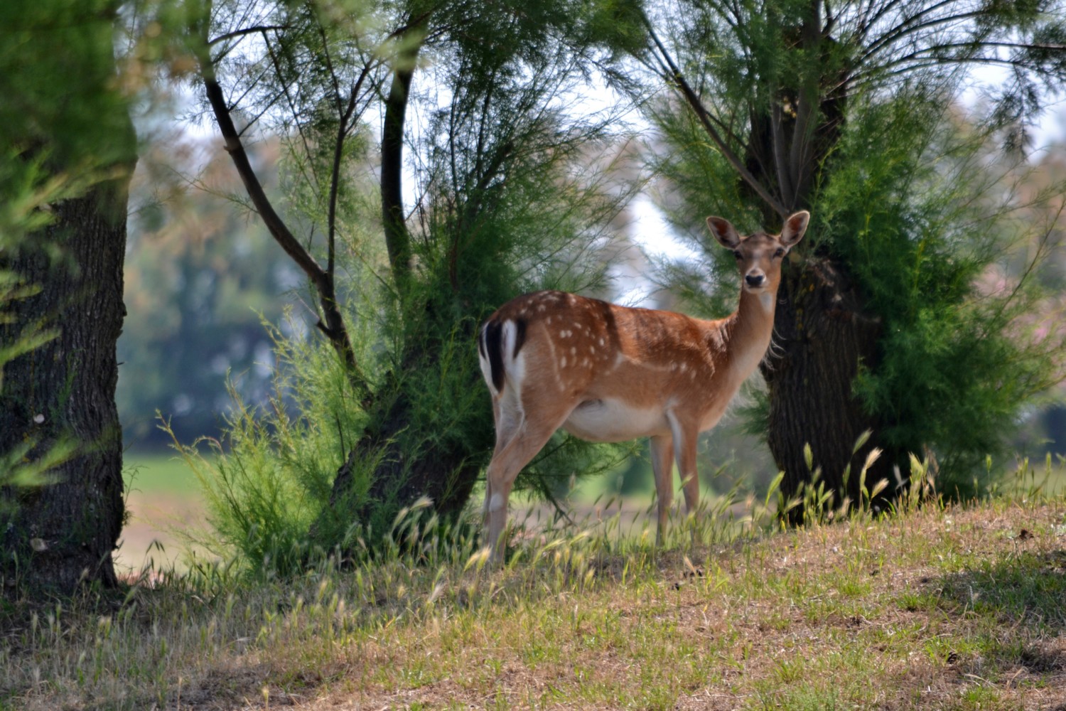 isola di albarealla delta del po isola di albarealla delta del po