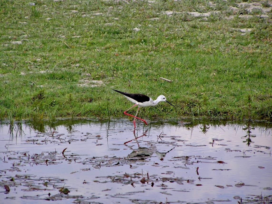 riserve-naturali-friuli-venezia-giulia riserve-naturali-friuli-venezia-giulia