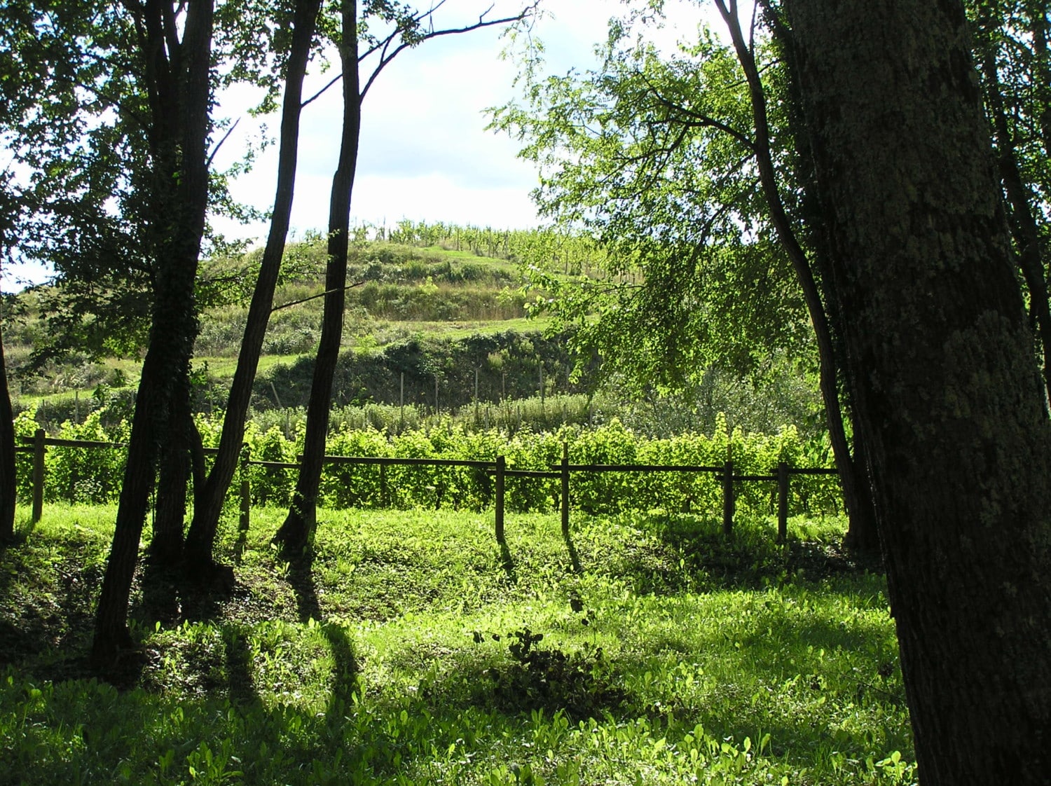 passeggiate-facili-in-friuli passeggiate-facili-in-friuli