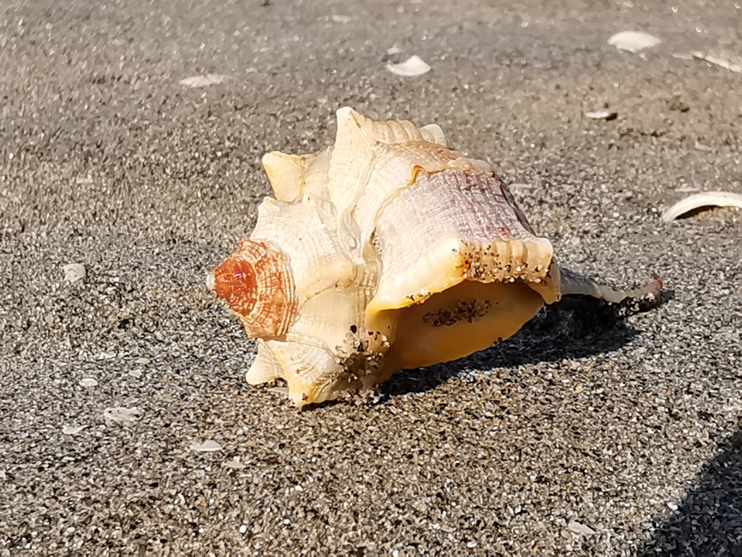 isola di albarealla delta del po isola di albarealla delta del po