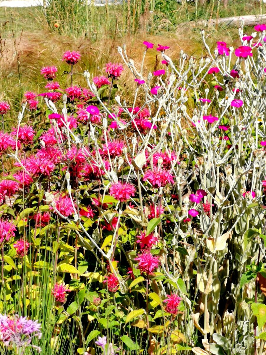 isola di albarealla delta del po isola di albarealla delta del po