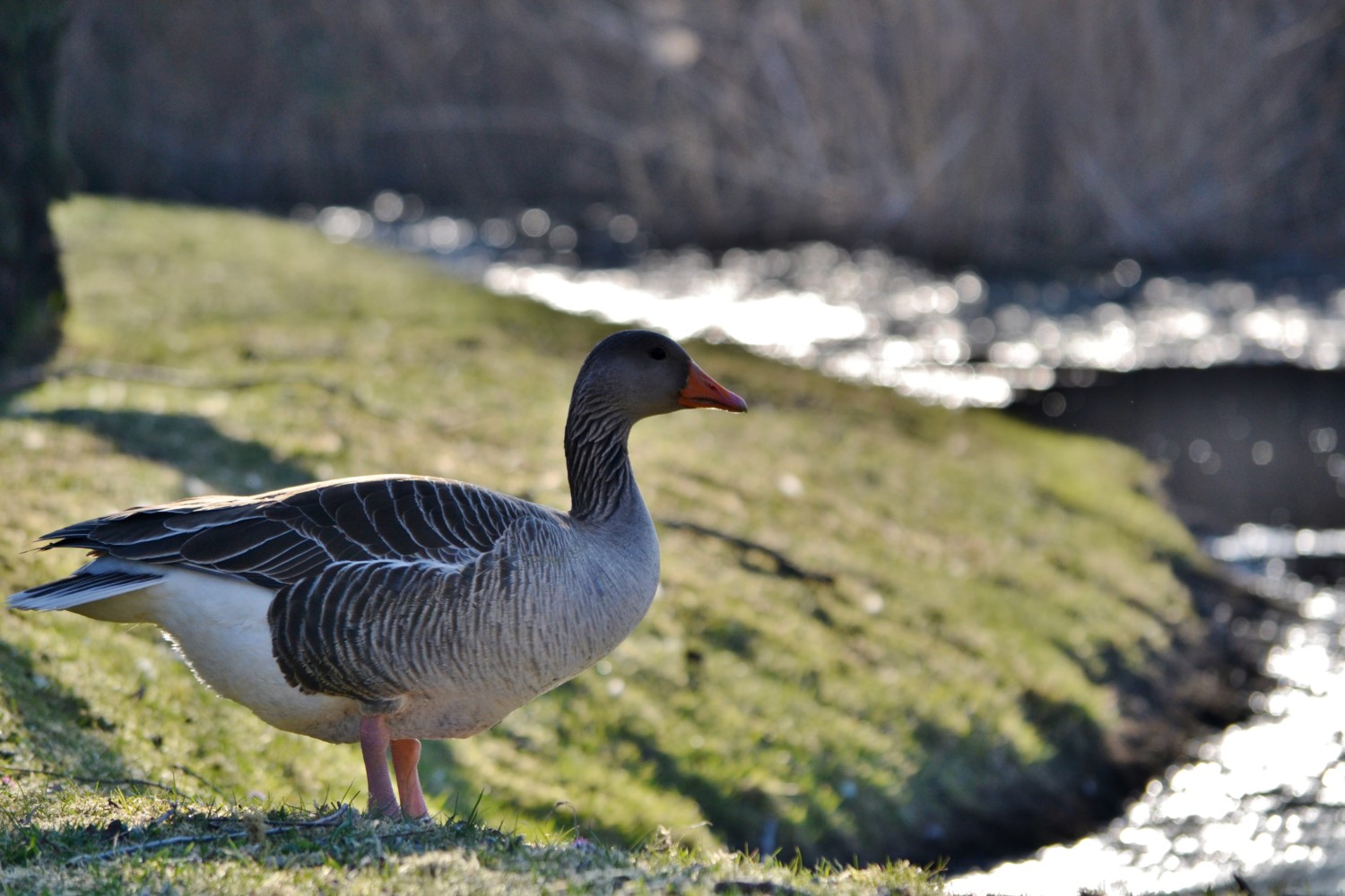 canal-novo-marano canal-novo-marano