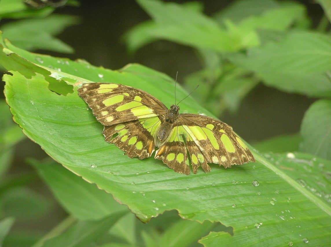 farfalle-bordano farfalle-bordano