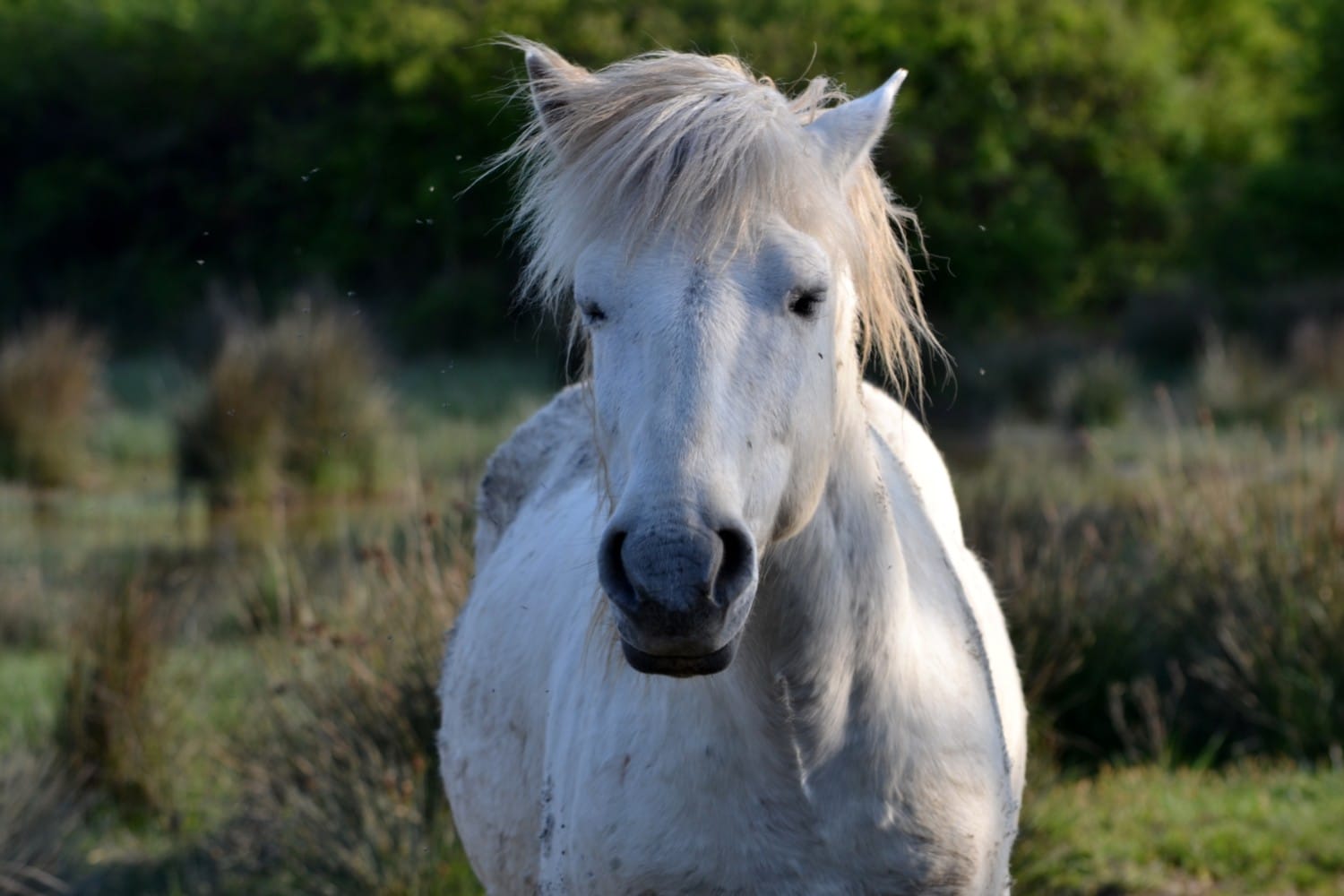 isola-della-cona riserve-naturali-friuli-venezia-giulia