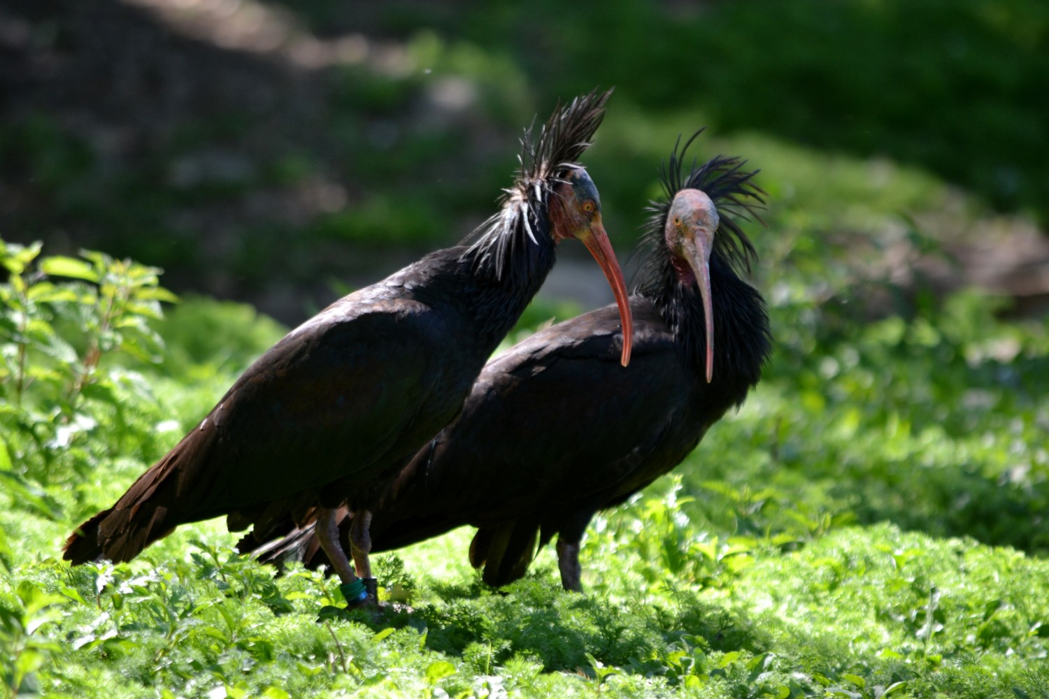 oasi-quadris-fagagna oasi-quadris-fagagna