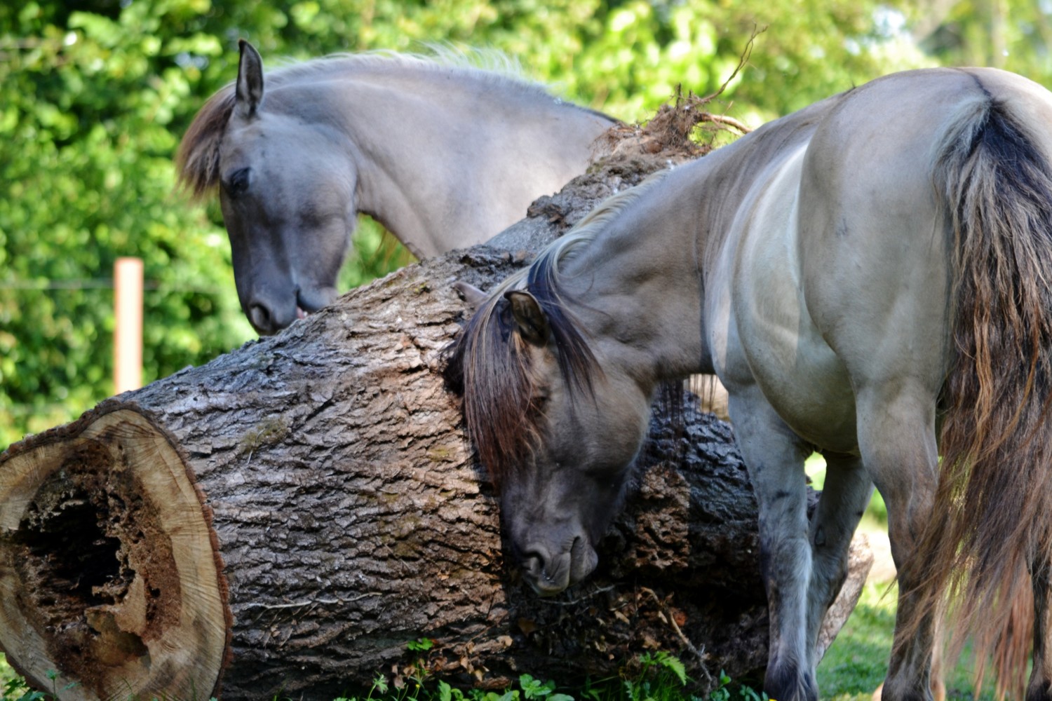 oasi-quadris-fagagna oasi-quadris-fagagna