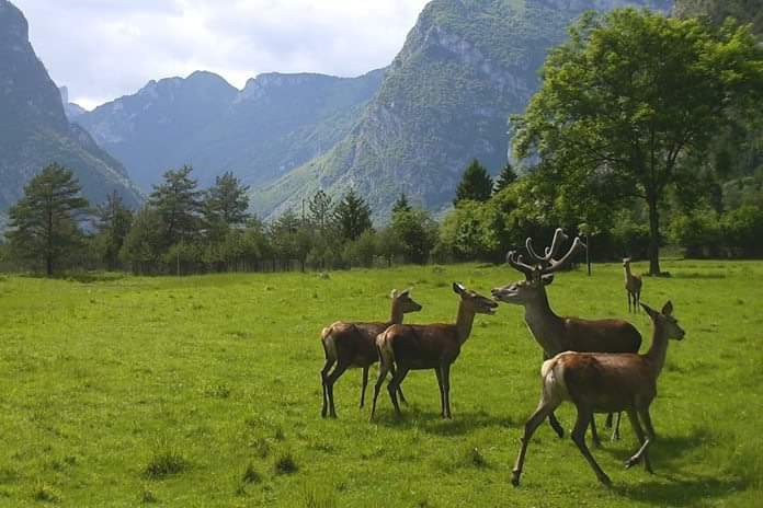 pianpinedo-cimolais pianpinedo-cimolais