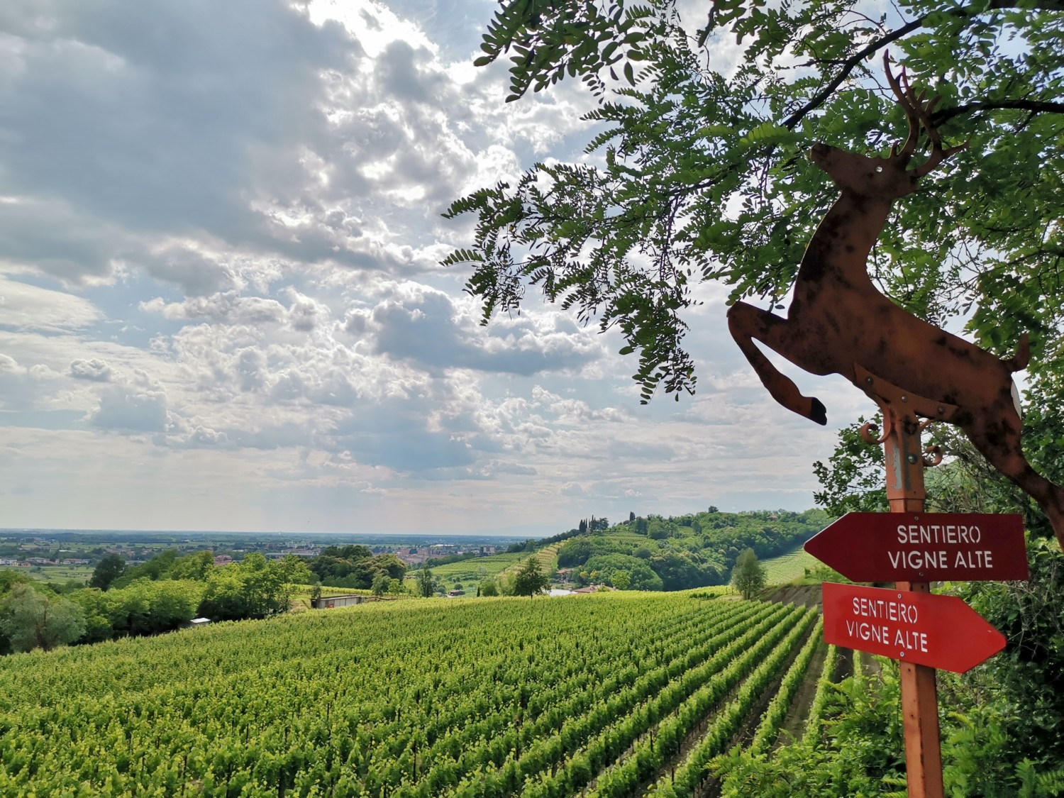sentiero-vigne-alte sentiero-vigne-alte