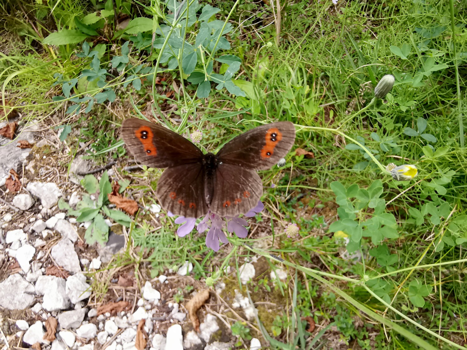 Cascate repepeit Cascate repepeit